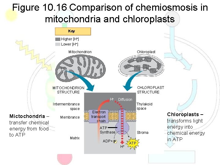 Figure 10. 16 Comparison of chemiosmosis in mitochondria and chloroplasts Key Higher [H+] Lower