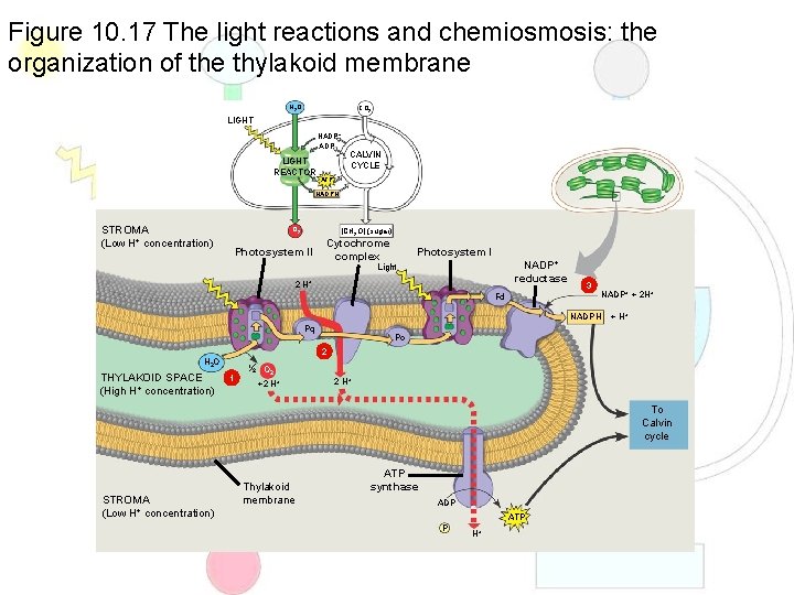 Figure 10. 17 The light reactions and chemiosmosis: the organization of the thylakoid membrane