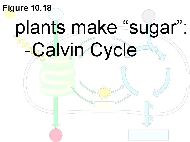 Figure 10. 18 plants make “sugar”: - Calvin Cycle 