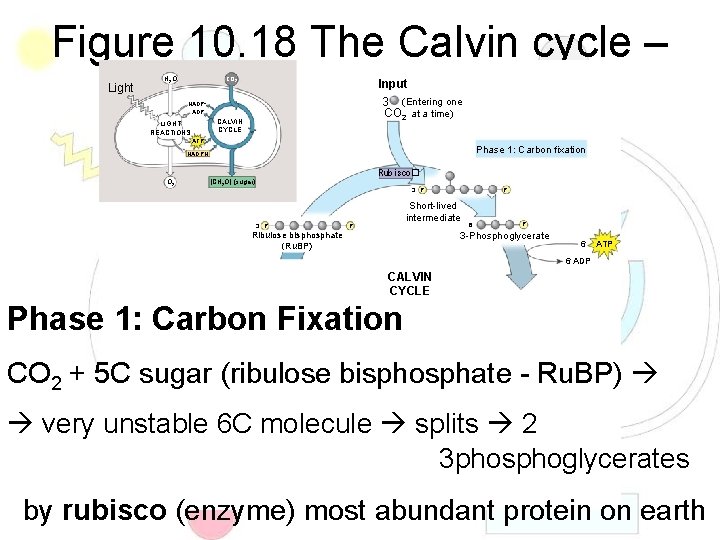 Figure 10. 18 The Calvin cycle – 3 phases Light H 2 O CO