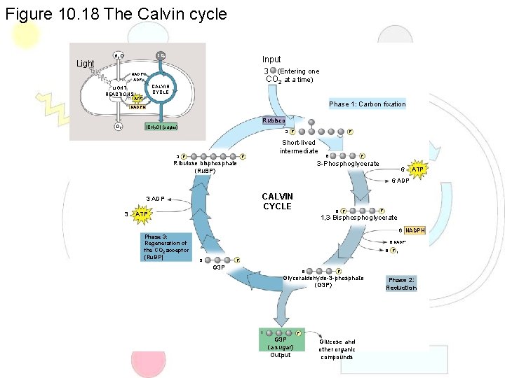 Figure 10. 18 The Calvin cycle Light H 2 O CO 2 Input 3