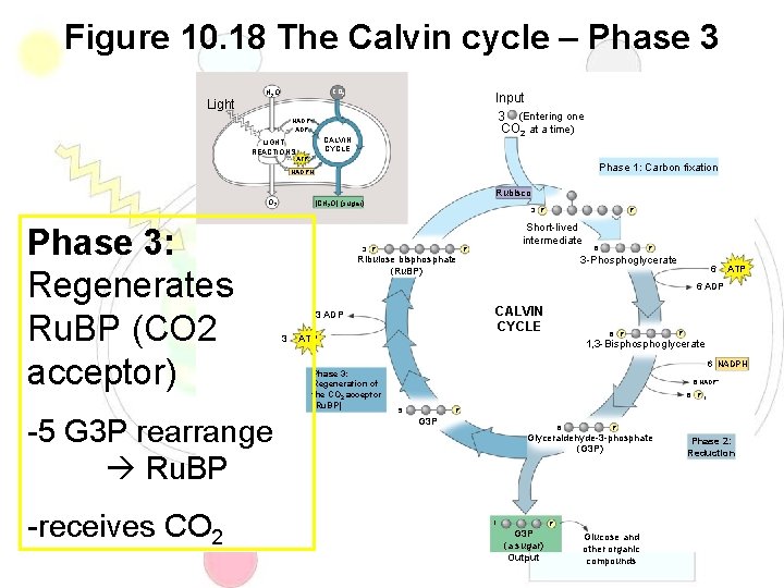 Figure 10. 18 The Calvin cycle – Phase 3 Light H 2 O CO