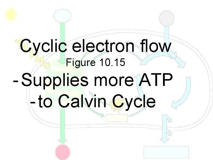 Cyclic electron flow Figure 10. 15 - Supplies more ATP - to Calvin Cycle
