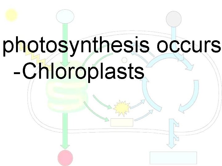 photosynthesis occurs - Chloroplasts 