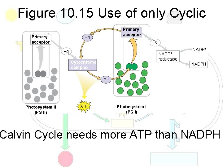 Figure 10. 15 Use of only Cyclic electron flow Primary acceptor Fd Fd Pq