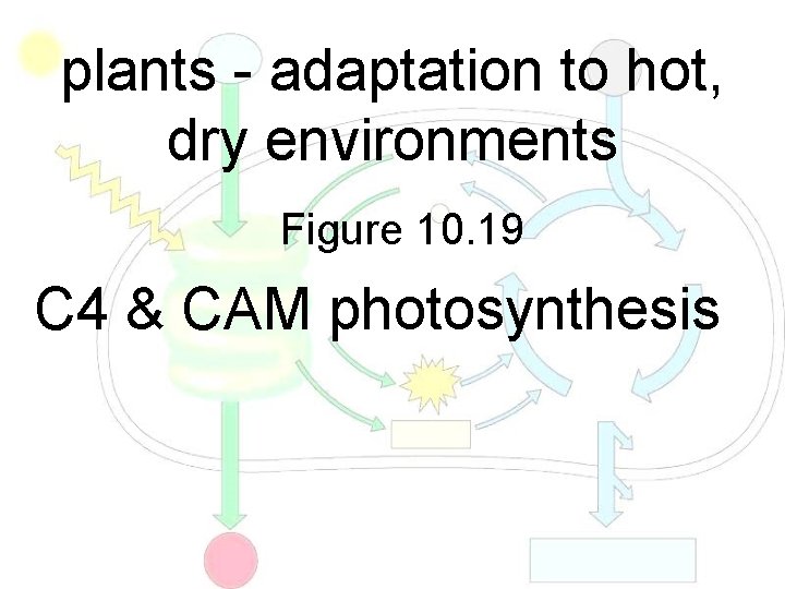 plants - adaptation to hot, dry environments Figure 10. 19 C 4 & CAM