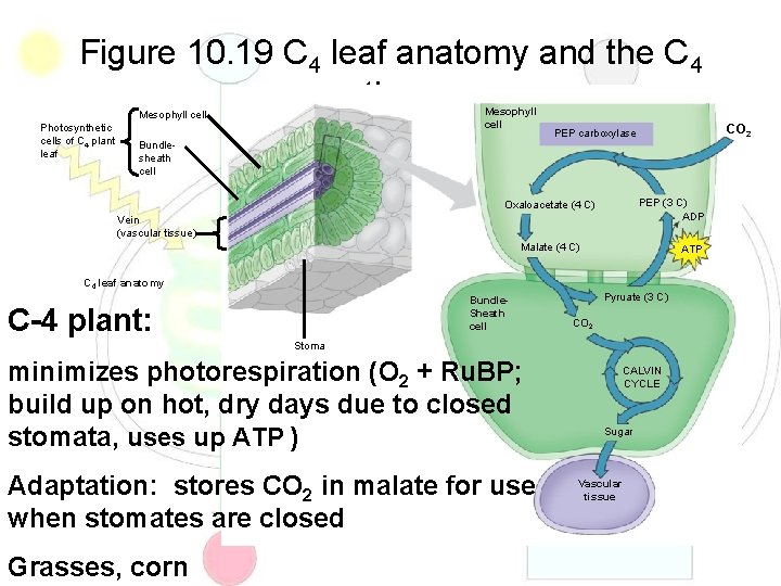 Figure 10. 19 C 4 leaf anatomy and the C 4 pathway Mesophyll cell