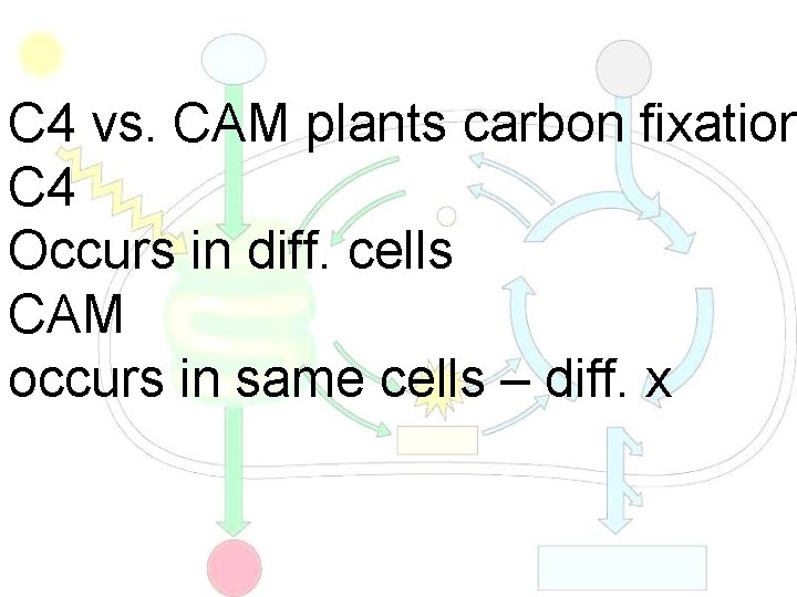 C 4 vs. CAM plants carbon fixation C 4 Occurs in diff. cells CAM
