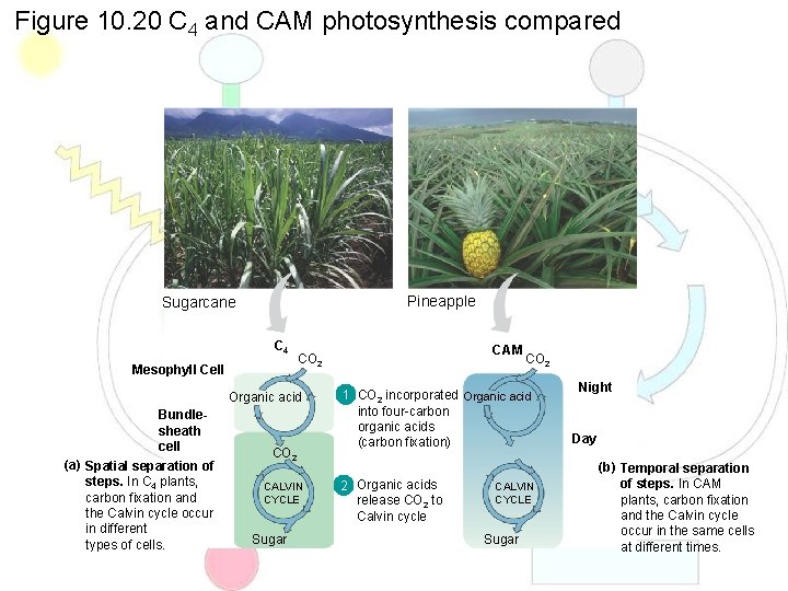 Figure 10. 20 C 4 and CAM photosynthesis compared Pineapple Sugarcane C 4 Mesophyll
