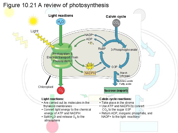 Figure 10. 21 A review of photosynthesis Light reactions Calvin cycle H 2 O
