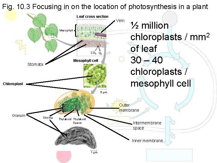 Fig. 10. 3 Focusing in on the location of photosynthesis in a plant Leaf