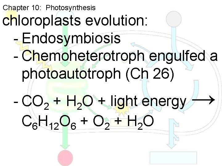 Chapter 10: Photosynthesis chloroplasts evolution: - Endosymbiosis - Chemoheterotroph engulfed a photoautotroph (Ch 26)