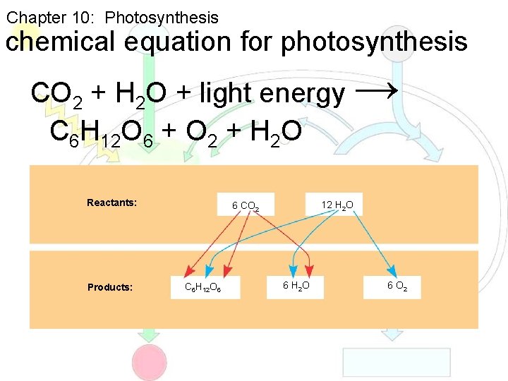 Chapter 10: Photosynthesis chemical equation for photosynthesis CO 2 + H 2 O +