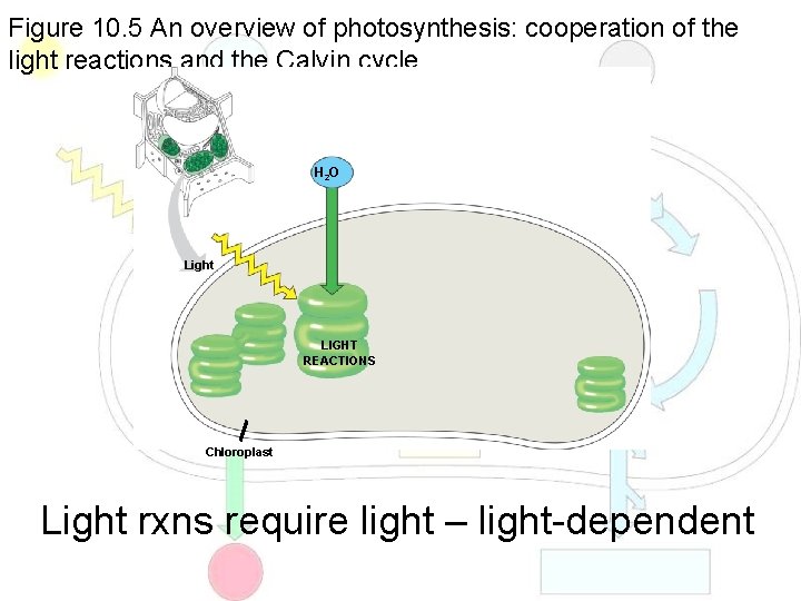 Figure 10. 5 An overview of photosynthesis: cooperation of the light reactions and the