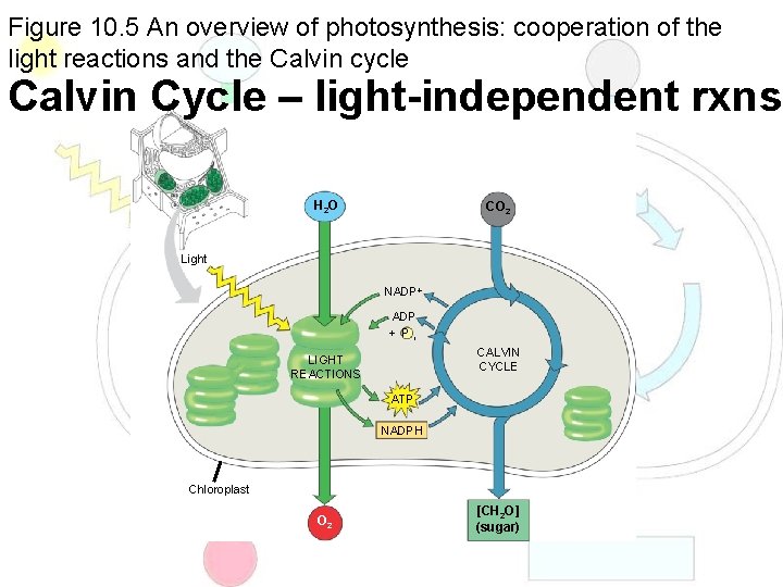 Figure 10. 5 An overview of photosynthesis: cooperation of the light reactions and the