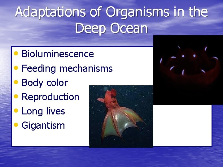 Adaptations of Organisms in the Deep Ocean • Bioluminescence • Feeding mechanisms • Body