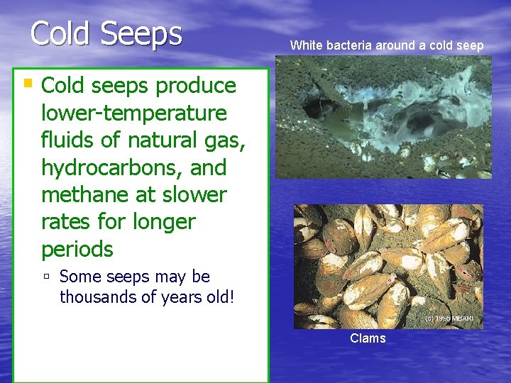 Cold Seeps White bacteria around a cold seep Cold seeps produce lower-temperature fluids of