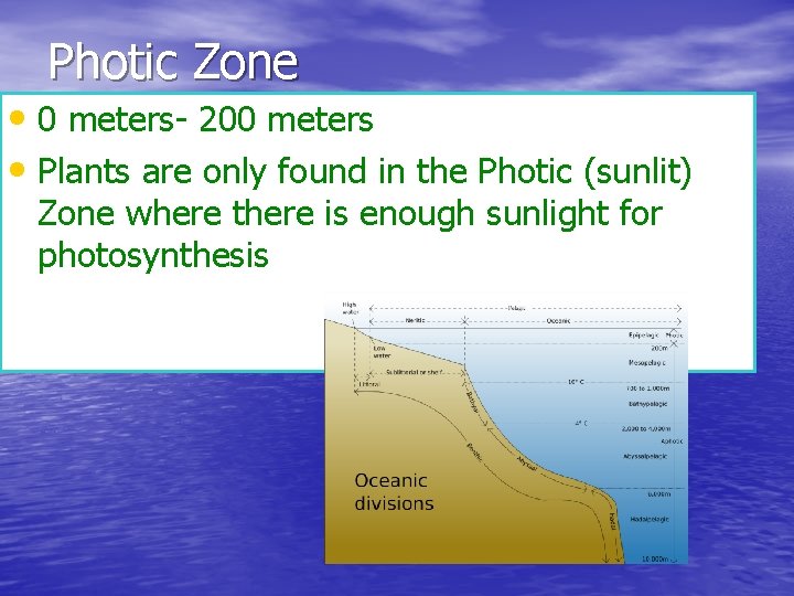 Photic Zone • 0 meters- 200 meters • Plants are only found in the