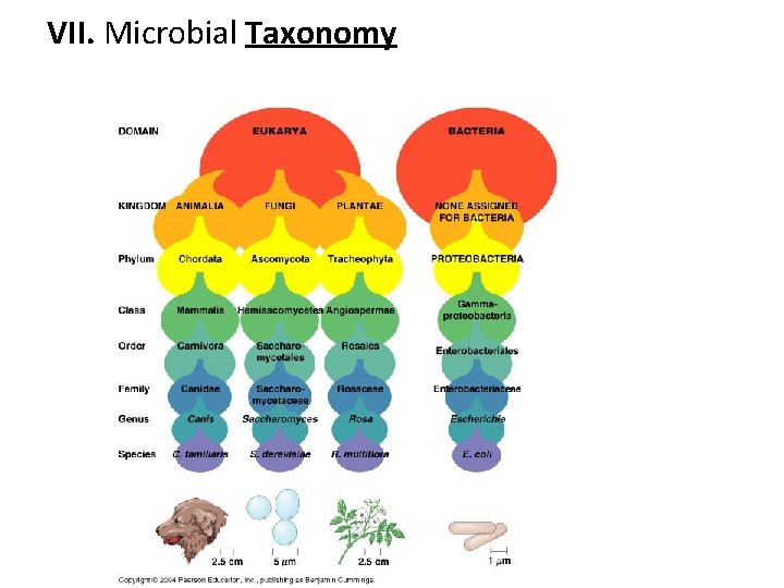 VII. Microbial Taxonomy 