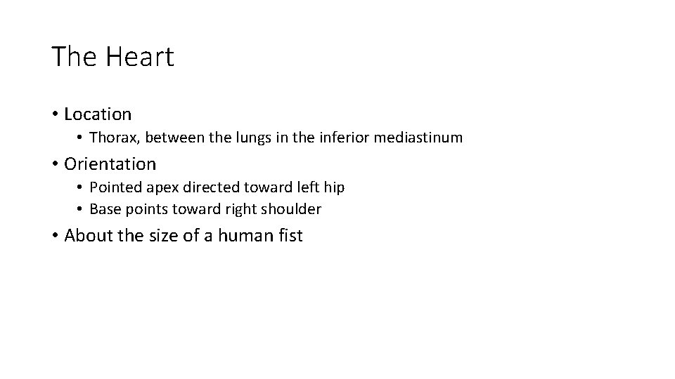 The Heart • Location • Thorax, between the lungs in the inferior mediastinum •