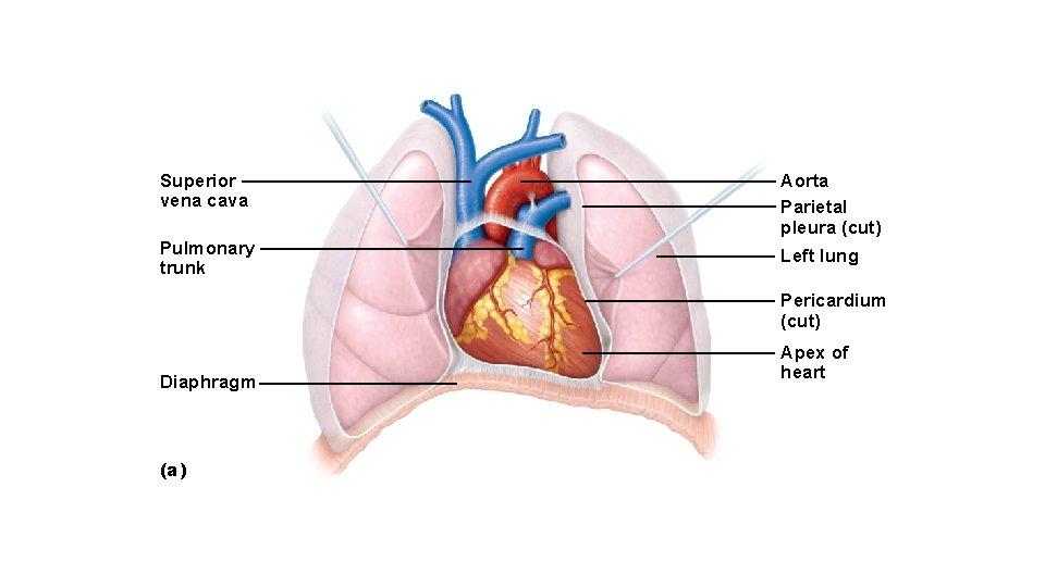 Superior vena cava Aorta Parietal pleura (cut) Pulmonary trunk Left lung Pericardium (cut) Diaphragm