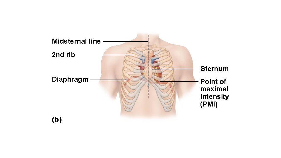 Midsternal line 2 nd rib Sternum Diaphragm (b) Point of maximal intensity (PMI) 