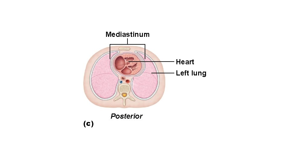 Mediastinum Heart Left lung (c) Posterior 