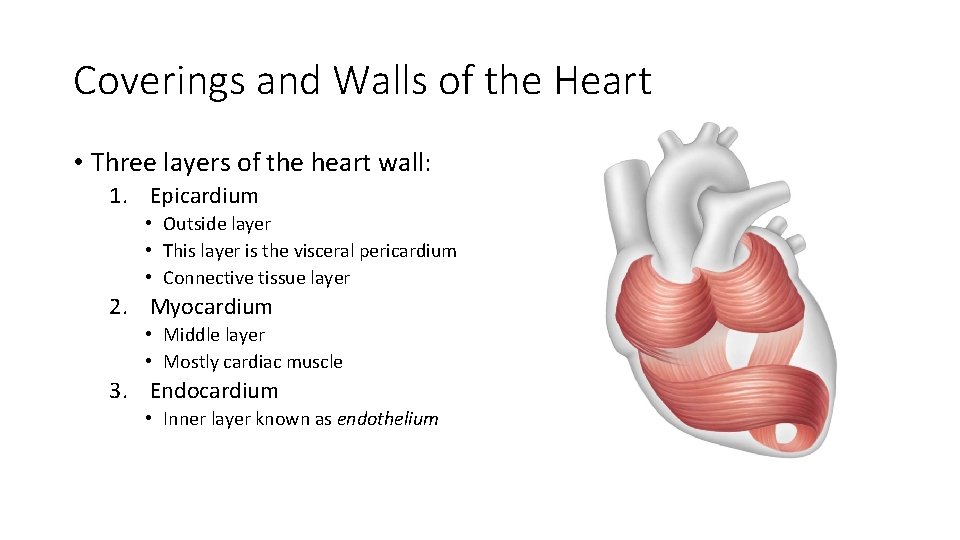 Coverings and Walls of the Heart • Three layers of the heart wall: 1.