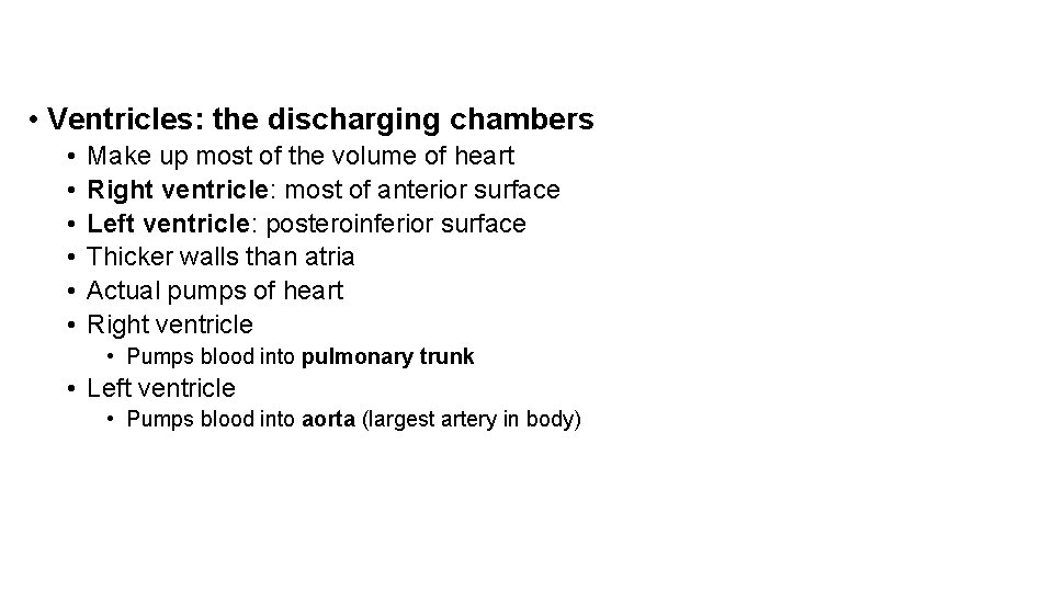  • Ventricles: the discharging chambers • • • Make up most of the