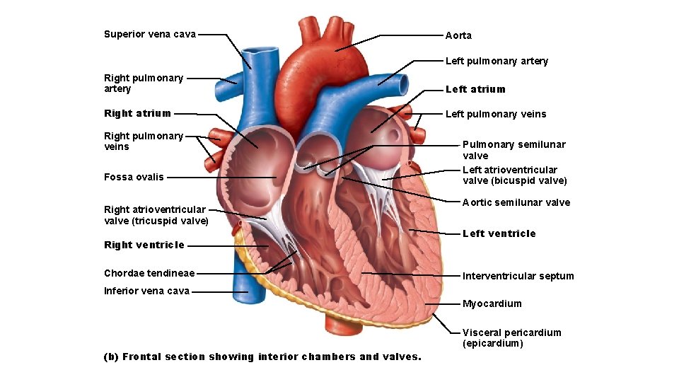 Superior vena cava Aorta Left pulmonary artery Right pulmonary artery Left atrium Right atrium