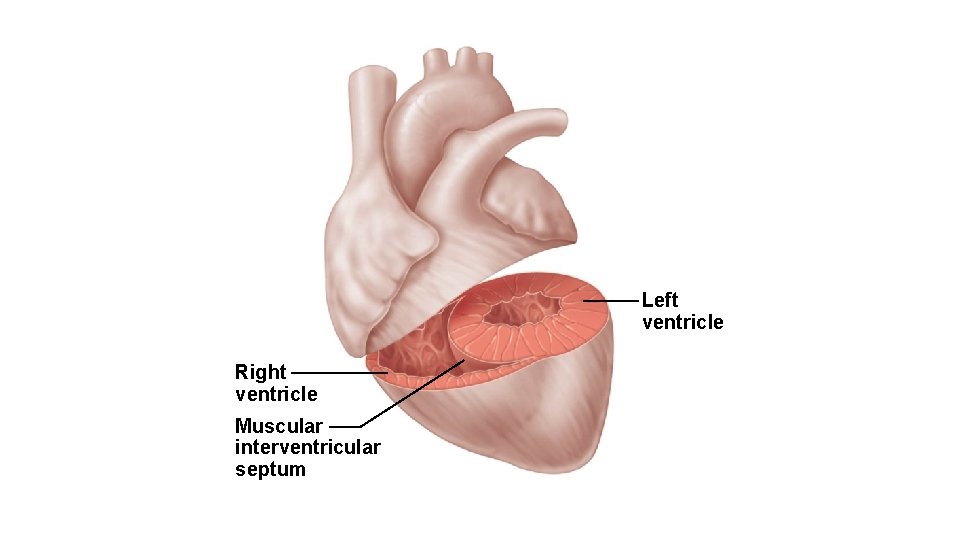 Left ventricle Right ventricle Muscular interventricular septum 