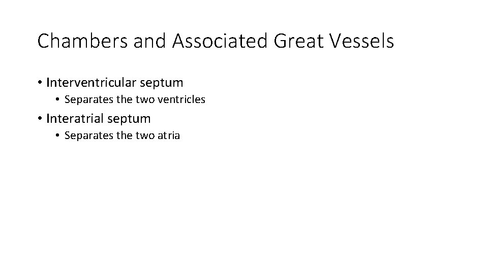 Chambers and Associated Great Vessels • Interventricular septum • Separates the two ventricles •