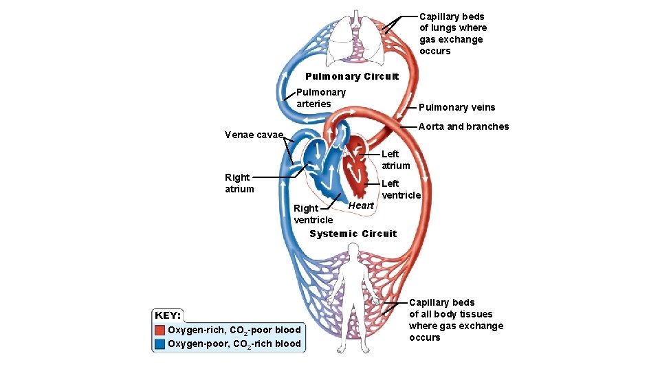 Capillary beds of lungs where gas exchange occurs Pulmonary Circuit Pulmonary arteries Pulmonary veins
