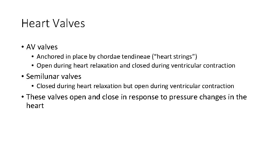 Heart Valves • AV valves • Anchored in place by chordae tendineae (“heart strings”)