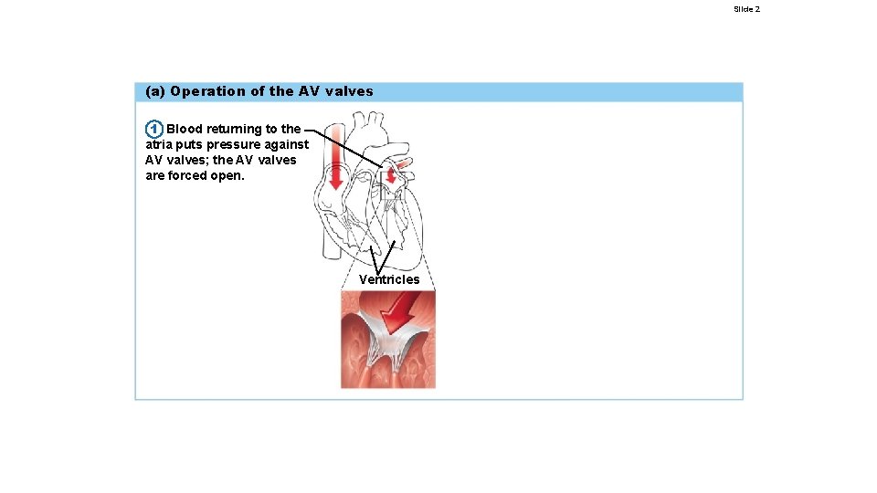Slide 2 (a) Operation of the AV valves 1 Blood returning to the atria