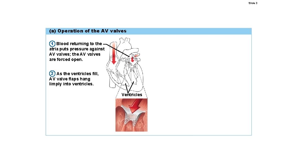 Slide 3 (a) Operation of the AV valves 1 Blood returning to the atria