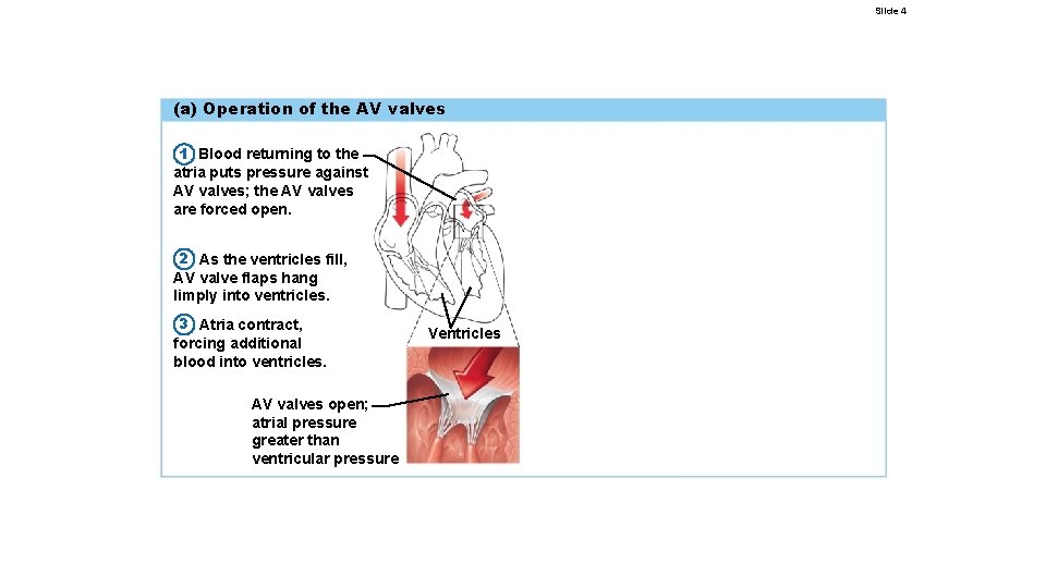 Slide 4 (a) Operation of the AV valves 1 Blood returning to the atria