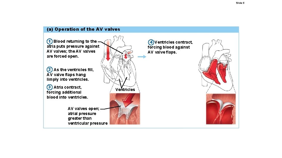 Slide 5 (a) Operation of the AV valves 1 Blood returning to the atria