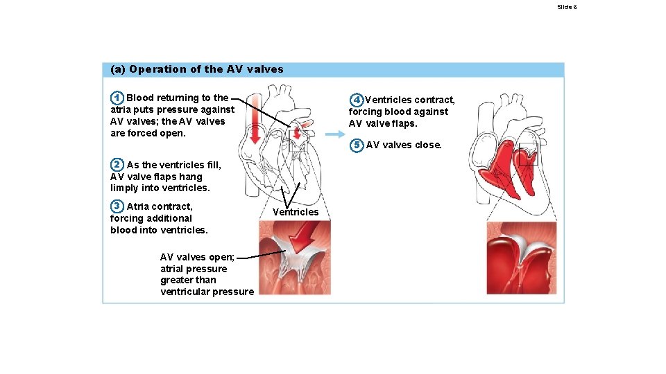 Slide 6 (a) Operation of the AV valves 1 Blood returning to the atria