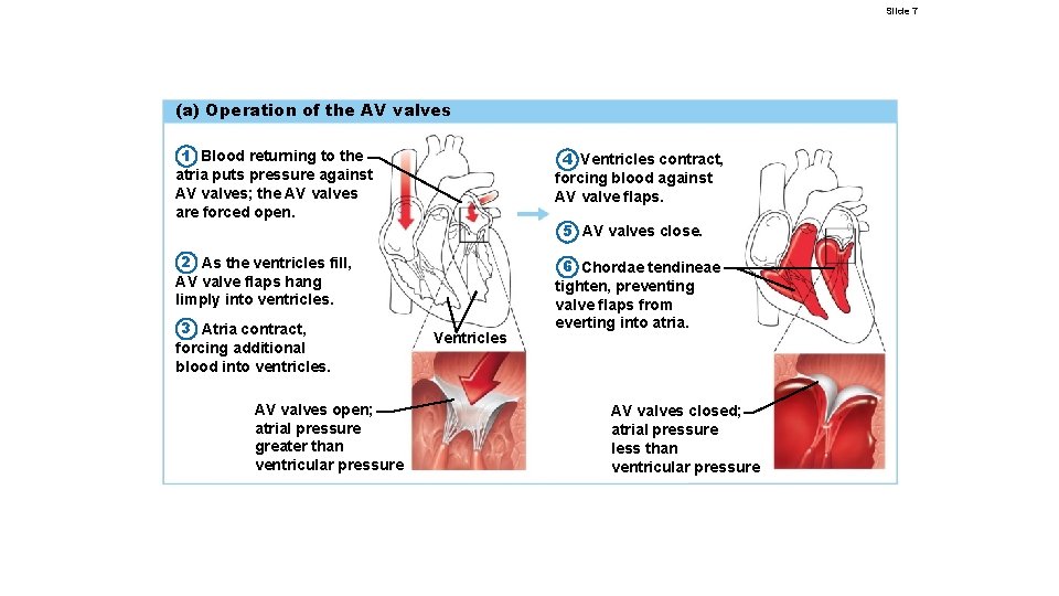 Slide 7 (a) Operation of the AV valves 1 Blood returning to the atria