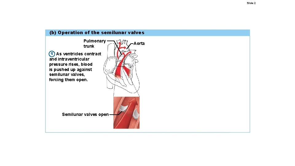 Slide 2 (b) Operation of the semilunar valves Pulmonary trunk 1 As ventricles contract