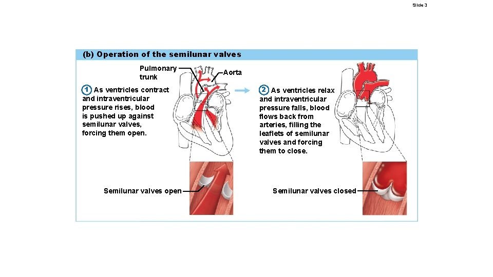 Slide 3 (b) Operation of the semilunar valves Pulmonary trunk 1 As ventricles contract