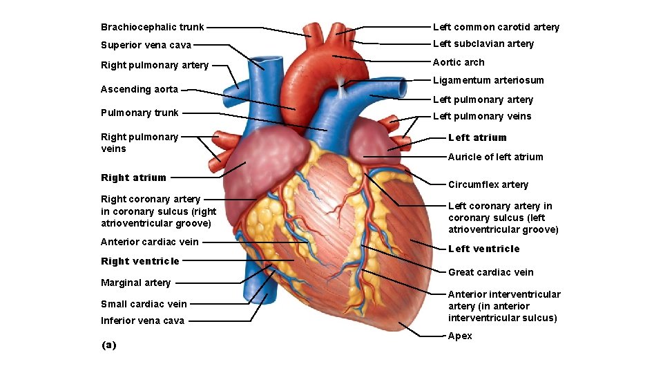 Brachiocephalic trunk Left common carotid artery Superior vena cava Left subclavian artery Right pulmonary