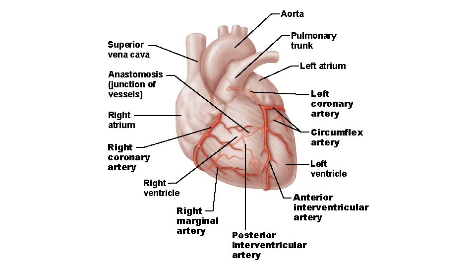 Aorta Pulmonary trunk Superior vena cava Left atrium Anastomosis (junction of vessels) Left coronary