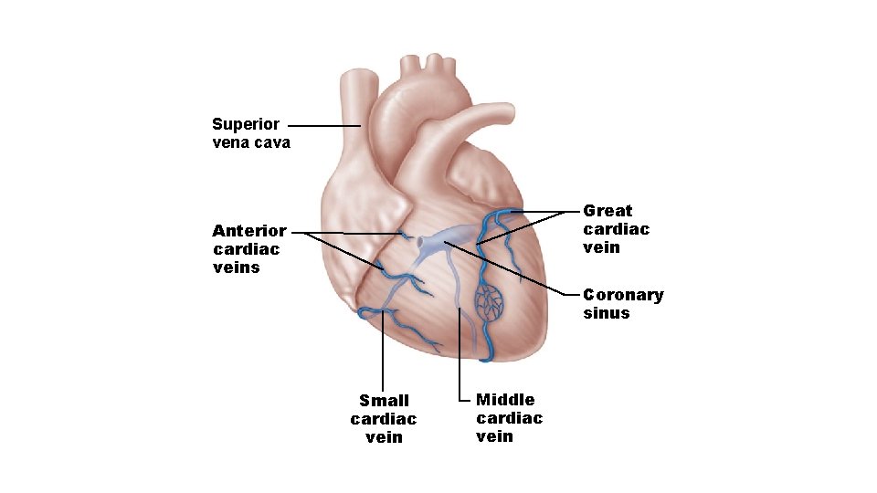 Superior vena cava Great cardiac vein Anterior cardiac veins Coronary sinus Small cardiac vein