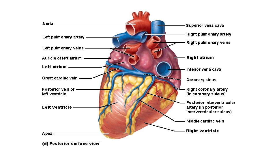 Aorta Left pulmonary artery Superior vena cava Right pulmonary artery Right pulmonary veins Left