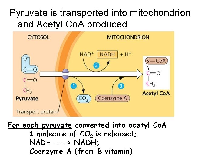 Pyruvate is transported into mitochondrion and Acetyl Co. A produced For each pyruvate converted