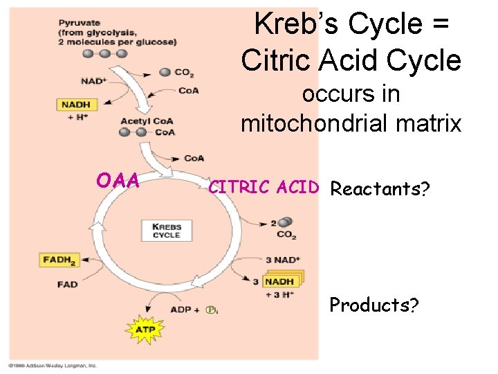 Kreb’s Cycle = Citric Acid Cycle occurs in mitochondrial matrix OAA CITRIC ACID Reactants?