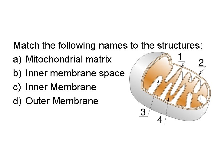 Match the following names to the structures: a) Mitochondrial matrix b) Inner membrane space