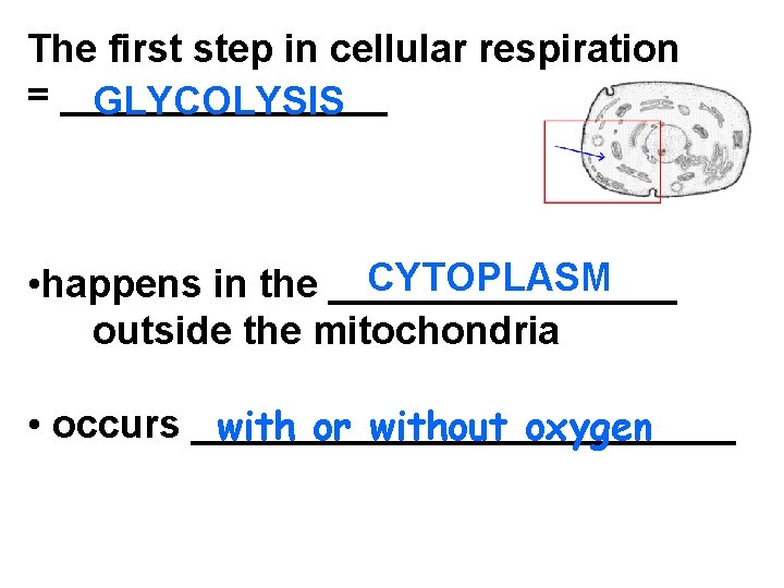 The first step in cellular respiration = ________ GLYCOLYSIS CYTOPLASM • happens in the
